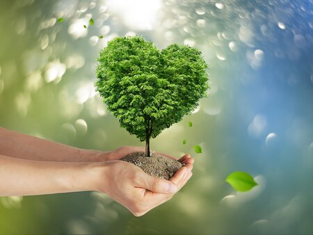 Baum in Händen als Symbol für Ökobilanz und Umweltkennwerte von Kalksandstein