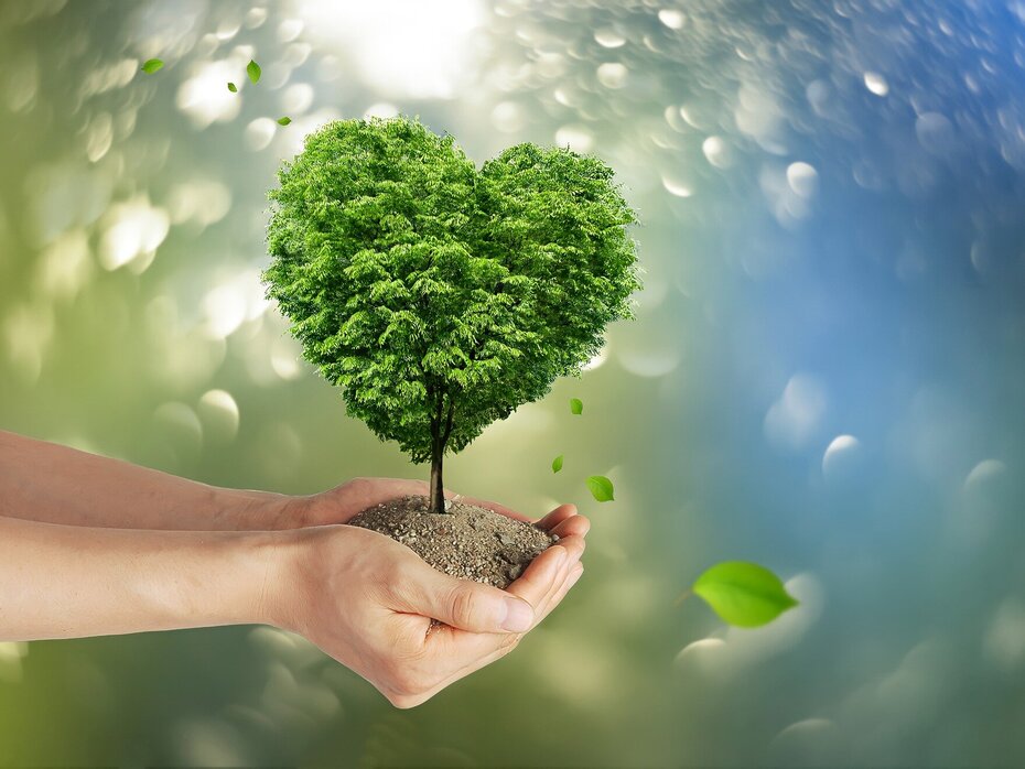 Baum in Herzform als Symbol für Umwelt- und Ökobilanzthemen