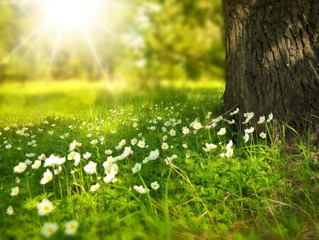 Baum und Wiese als Symbol für den Einsatz von Kalksandstein-Rezyklat als Vegetationssubstrat