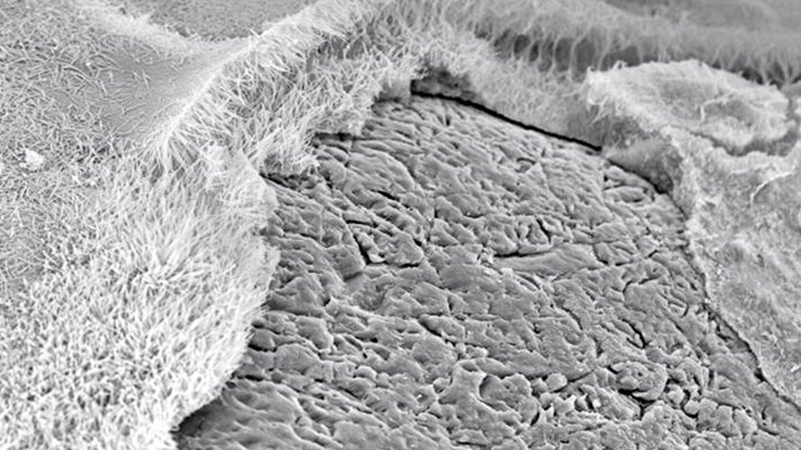 Foto: Universität Kassel - CO2 reagiert mit den kristallinen CSH-Phasen des Kalksandsteins zu Calciumcarbonat (CaCO3).